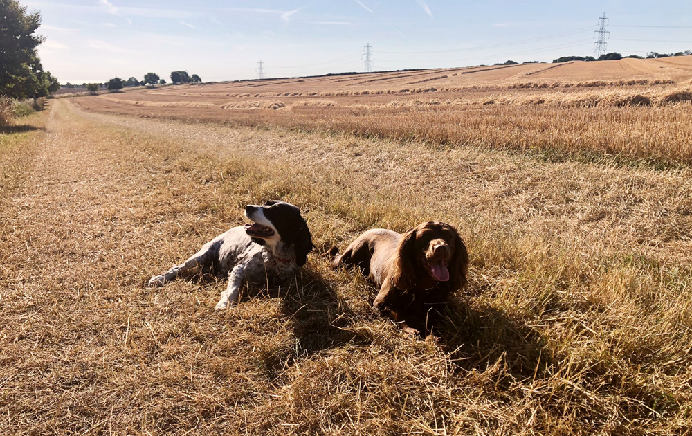 Dogs